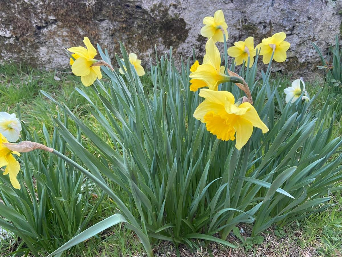 Daffodil Lodge Sligo Zewnętrze zdjęcie